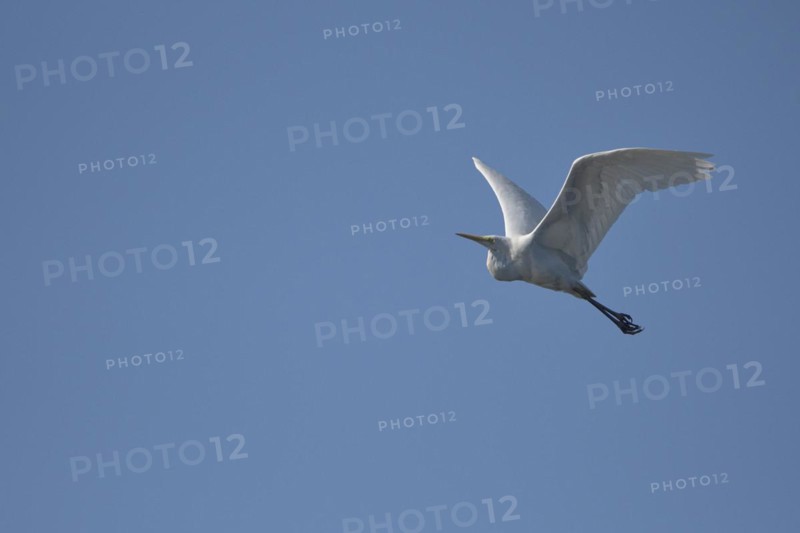 Great egret (Casmerodius albus), adult bird in flight, in front of blue sky, subsidence area, Bottrop, Ruhr area, North Rhine-Westphalia, Germany, Europe