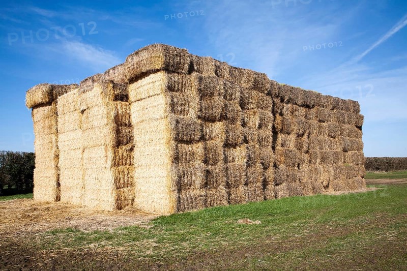 Large stack of straw bales standing in a field, Easton, Suffolk, England, United Kingdom, Europe
