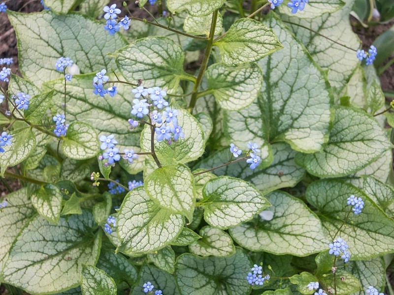 Brunnera patterned leaves in the garden