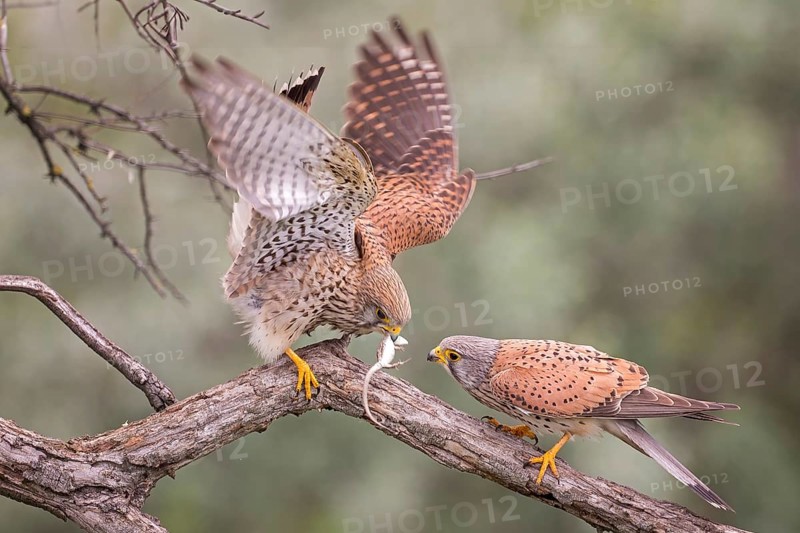 Common kestrel (Falco tinnunculus) handing over prey, male and female, pair, handing over food, with sand lizard as prey, shaking, Kiskunsag National Park, Hungary, Europe