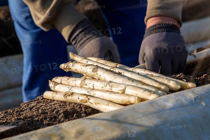 Asparagus harvest at farmer Hartmut Magin's in Mutterstadt, Rhineland-Palatinate