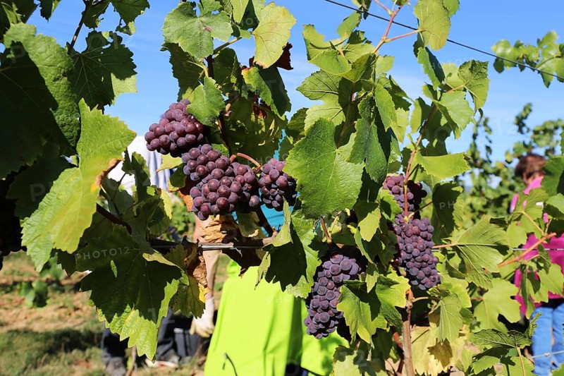 Grape grape harvest: Hand-picking of Pinot Gris grapes in the Palatinate (Norbert Groß winery, Meckenheim)