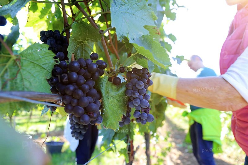 Grape grape harvest: Hand-picking Pinot Noir grapes in the Palatinate (Norbert Groß Winery, Meckenheim)