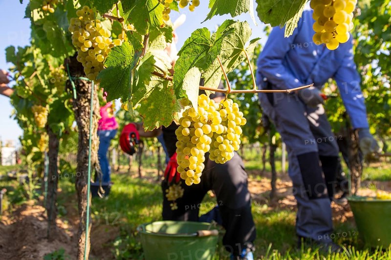 Hand-picking of Chardonnay grapes in the Palatinate in 2023 (Norbert Groß winery, Meckenheim) . The grapes are processed into Crémant