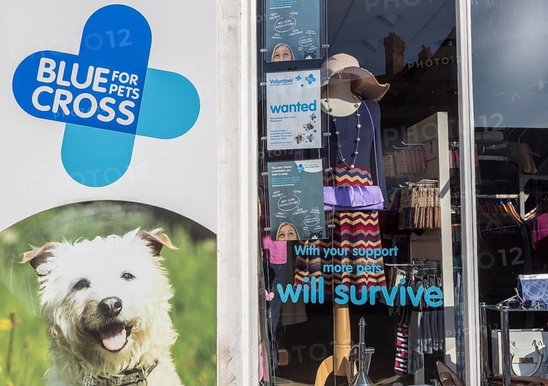 Blue Cross for Pets charity shop, High Street, Marlborough, Wiltshire, England, UK