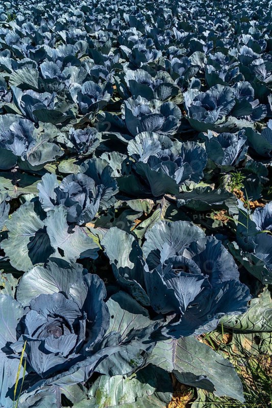 Vegetable cultivation, field with red cabbage, red cabbage, near Krefeld, North Rhine-Westphalia, Germany, Europe