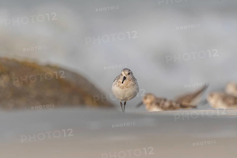 Sanderling (Calidris alba) feeding on a beach. Camaret sur mer, Crozon, Finistere, Brittany, France, Europe