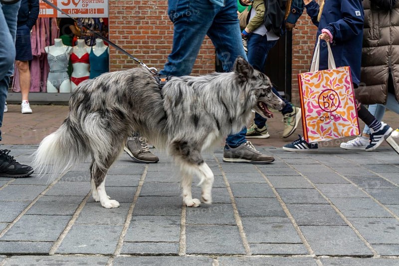 Dogs on a lead, on a pavement, dog perspective, walking between people in a pedestrian zone