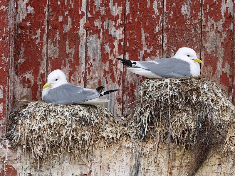 Black-legged kittiwake (Rissa tridactyla), breeding birds on nests, built on fishing harbour building, May, Varangerfjord, Norway, Europe