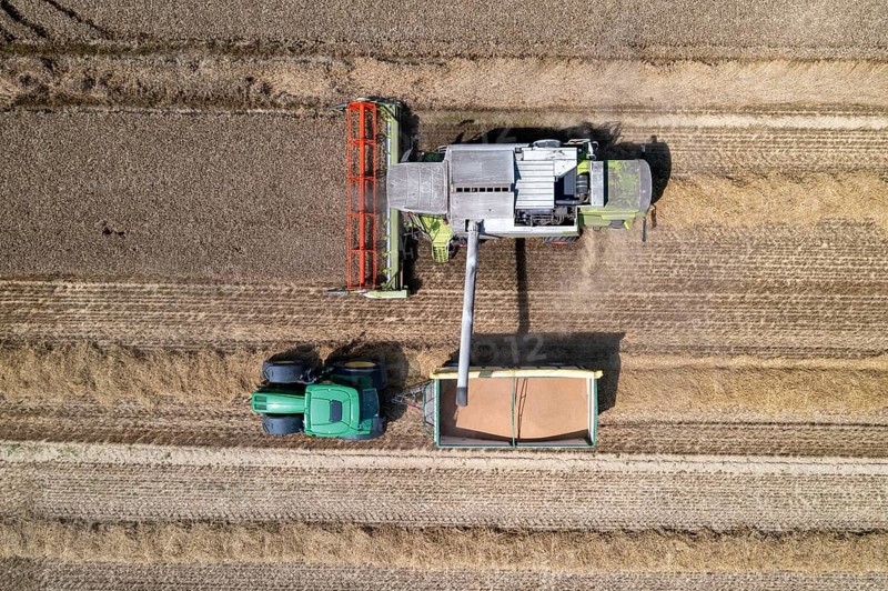 Agriculture, grain harvest, wheat, combine harvester harvesting in a wheat field, grain tank being emptied into a trailer, near Niederkrüchten, North Rhine-Westphalia, Germany, Europe