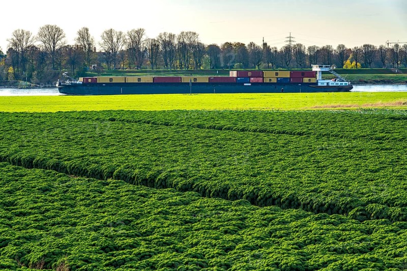 Kale field, growing area in the south of Düsseldorf, Volmerswerth district, cargo ship on the Rhine, North Rhine-Westphalia, Germany, Europe