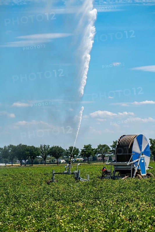 A field is artificially irrigated, water is sprayed onto the field via a sprinkler system, potato field, North Rhine-Westphalia, Germany, Europe