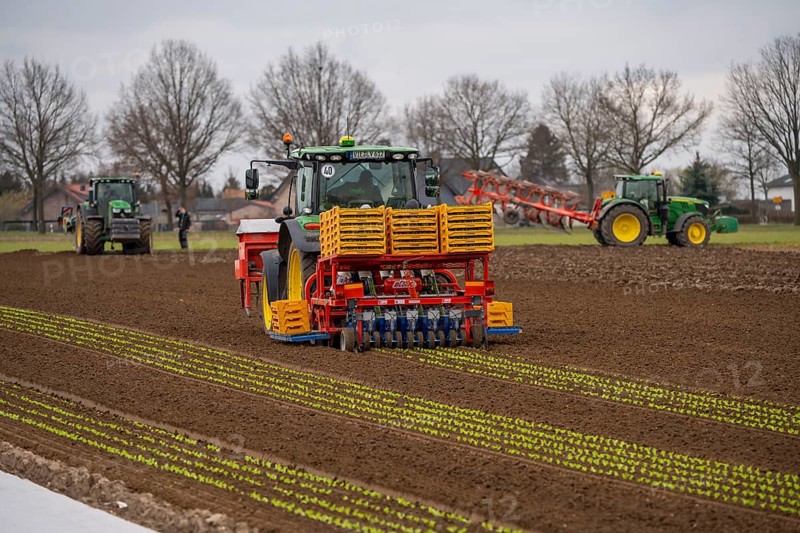 Lettuce plants, in press pots, they are planted in a field with a planting machine, agriculture, spring