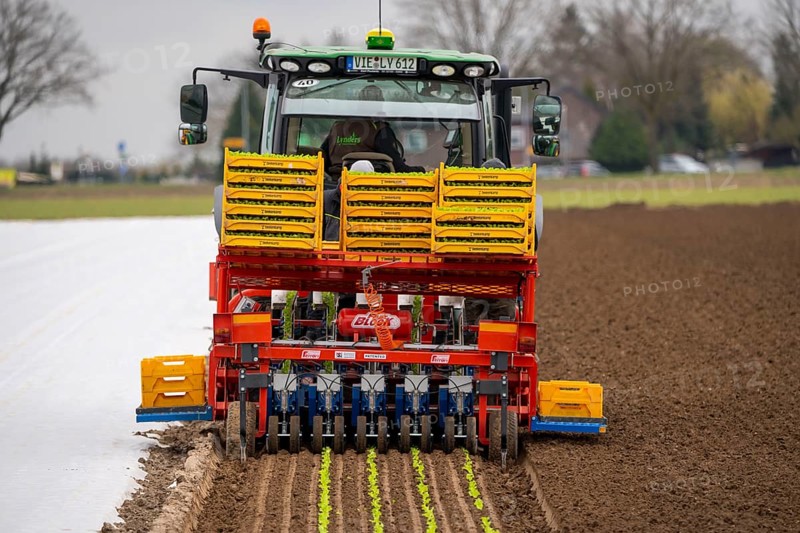 Lettuce plants, in press pots, they are planted in a field with a planting machine, agriculture, spring