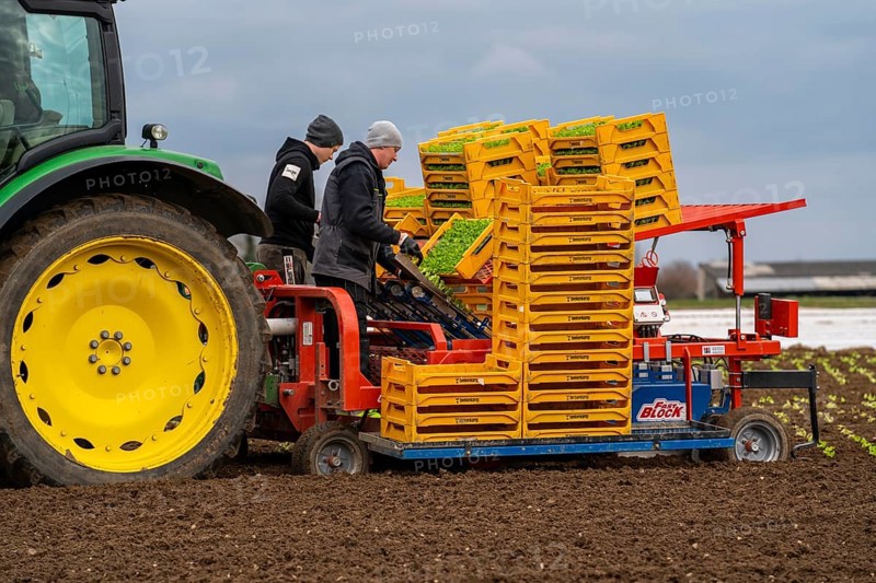 Lettuce plants, in press pots, they are planted in a field with a planting machine, agriculture, spring