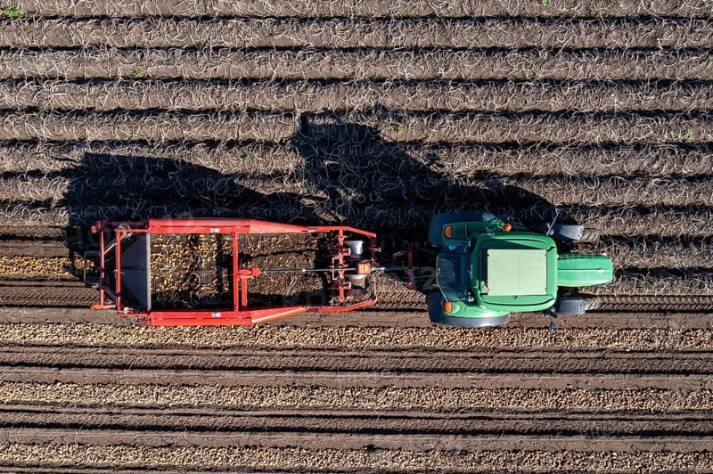 Potato harvest, so-called split harvesting method, first the tubers are taken out of the ground with a row layer, photo, then, after a short drying phase, collected with a bunker harvester and loaded, North Rhine-Westphalia, Germany, Europe