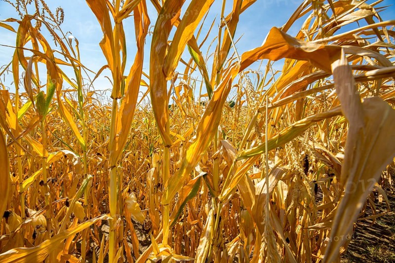 Corn field dried up and only low grown, small corn cobs, due to the summer drought, drought, in East Westphalia Lippe, North Rhine-Westphalia, summer 2018