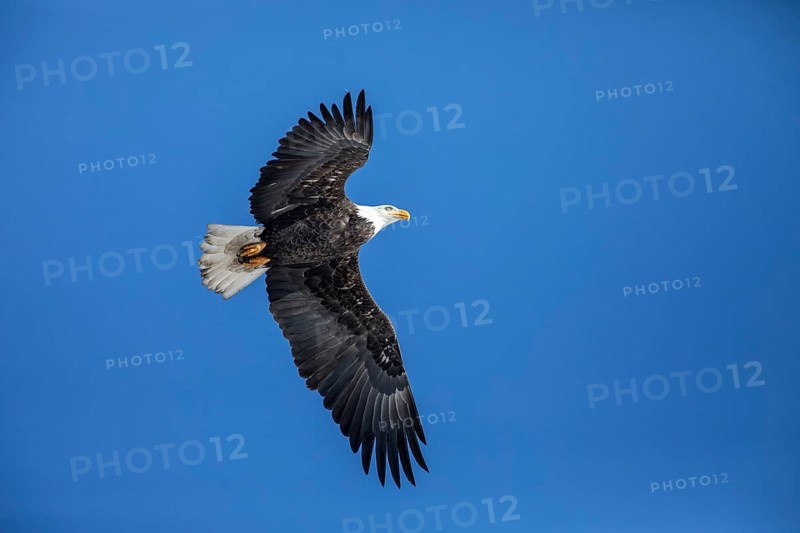 Adult bald eagle (Haliaeetus leucocephalus) flying under a blue sky. Region of Lanaudiere. province of Quebec. Canada
