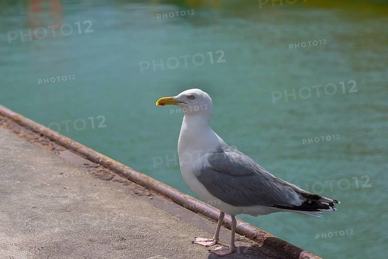 European herring gull (Larus argentatus) on a canal, Wismar, Mecklenburg-Western Pomerania, Germany, Europe