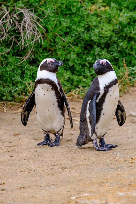 African penguin, penguin, Stony Point Penguin Colony, Bettys Bay, Garden Route, Western Cape, South Africa, Africa