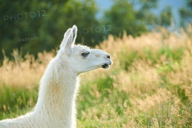 Llama (Lama glama) on a meadow, portrait, Tirol, Kitzbühel, Wildpark Aurach, Austria, Europe