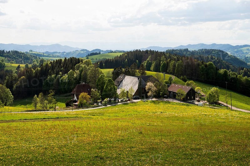 Flowering meadow and mountains, near St Märgen, Black Forest, Baden-Württemberg, Germany, Europe
