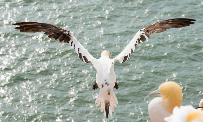Northern gannet (Morus bassanus) (synonym: Sula bassana), not yet coloured juvenile flies with spread wings over the sea, glittering water, view from behind, other animals, northern gannet colony Lummenfelsen, Helgoland, North Sea, Schleswig-Holstein, Germany, Europe