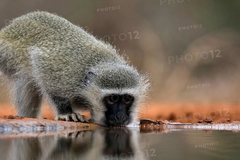 Vervet Monkey (Chlorocebus pygerythrus), adult, drinking, at the water, Kruger National Park, Kruger National Park, Kruger National Park South Africa