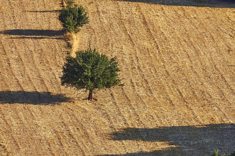Harvested fields with scattered trees and long shadows in the sunlight of an idyllic landscape, Lefka Ori, White Mountains, mountain massif, west, Crete, Greece, Europe