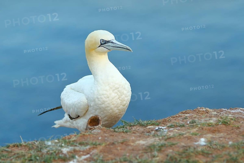 Northern gannet (Morus bassanus), on the edge of the cliff, Heligoland, Lower Saxony, Germany, Europe