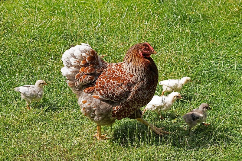 Chicken with chicks, Eime, Leinebergland, Lower Saxony, Germany, Europe