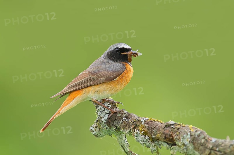 Common redstart (Phoenicurus phoenicurus), male with food on an old branch, songbird, wildlife, Neunkirchen im Siegerland, North Rhine-Westphalia, Germany, Europe