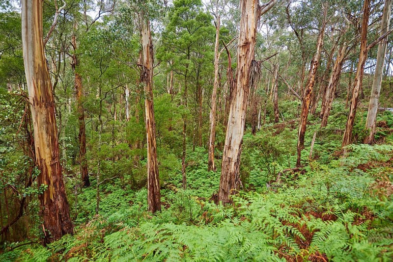 Landscape of a Gum tree (Eucalyptus) forest in spring, Great Otway National Park, Victoria, Australia, Oceania