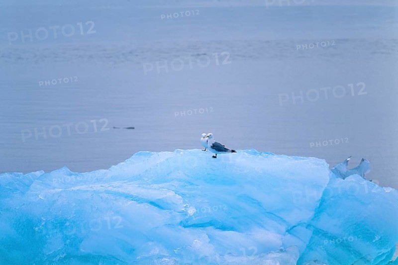 Black legged kittiwake (Rissa tridactyla) on the ice by the sea, Svalbard