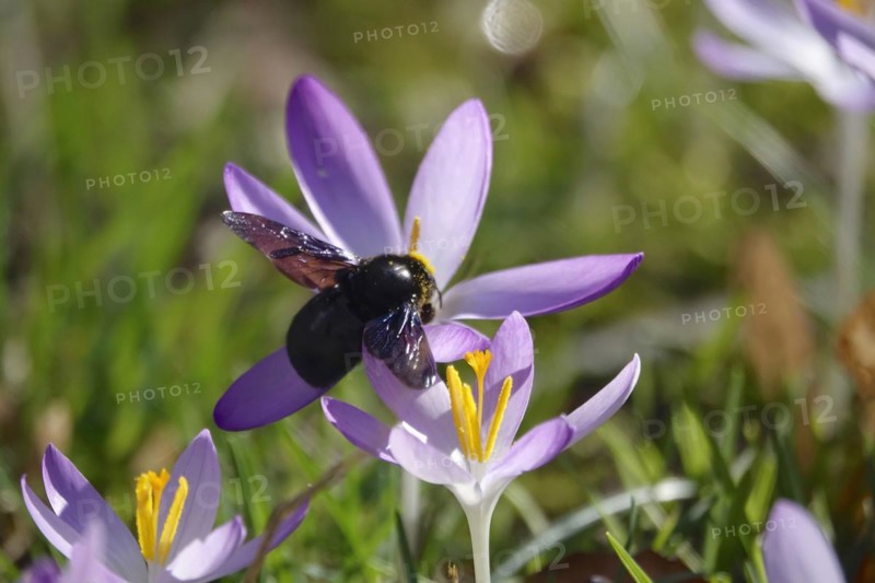 Crocus blossom with wood bee, February, Germany, Europe