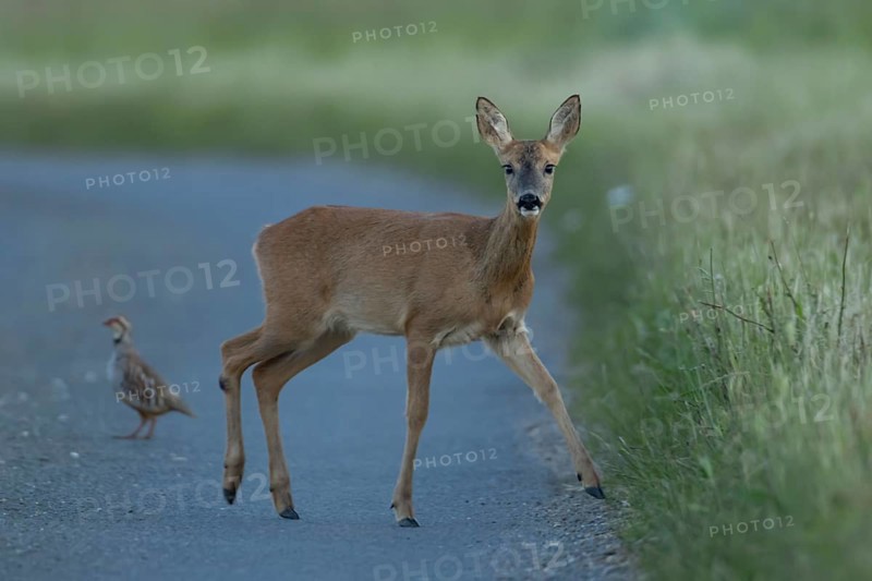 Roe deer (Capreolus capreolus) adult female animal walking across a country road with a Red-legged partridge in the background, Suffolk, England, United Kingdom, Europe