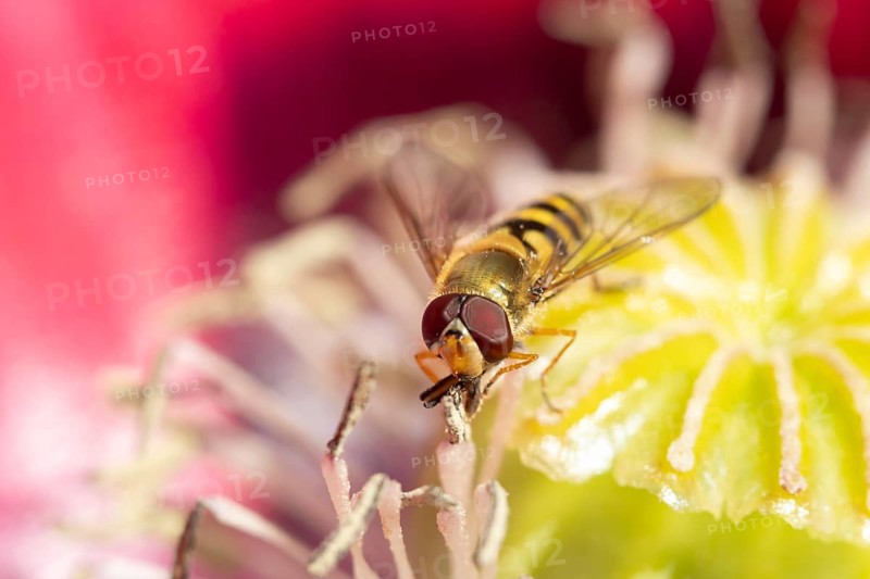 Common hoverfly (Eupeodes corollae) adult insect feeding on a garden poppy flower, Suffolk, England, United Kingdom, Europe
