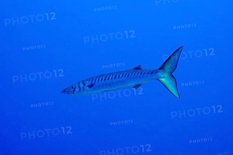 Single barracuda (Sphyraena viridensis) swimming in the blue ocean. Dive site Las Rosas, Las Galletas, Tenerife, Canary Islands, Spain, Europe
