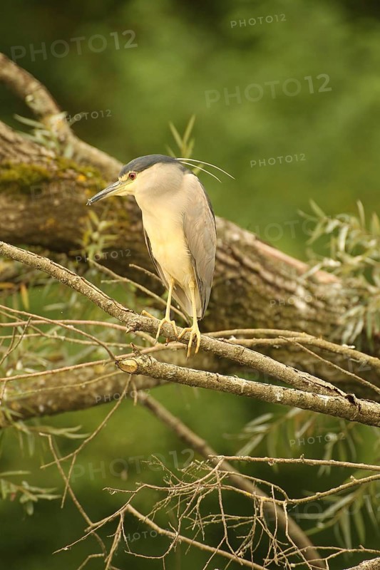 Black crowned night heron (Nycticorax nycticorax) Allgäu, Bavaria, Germany, Allgäu, Bavaria, Germany, Europe