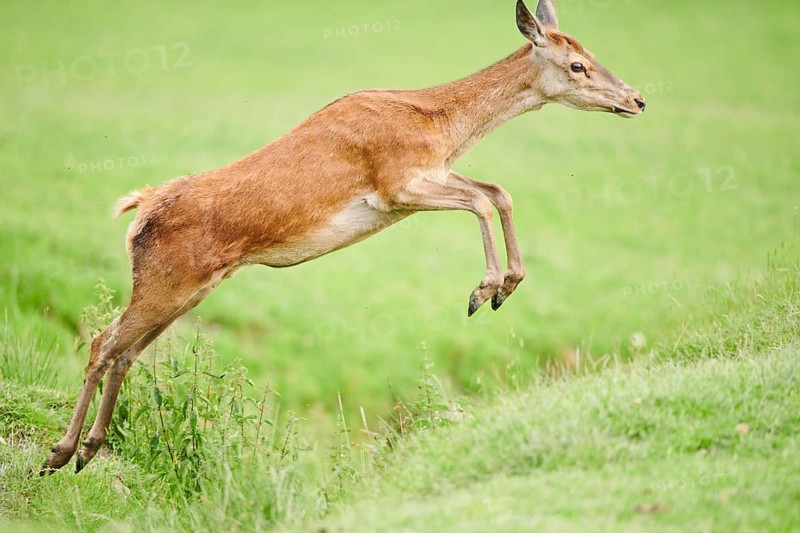 Red deer (Cervus elaphus) hind jumping over a dig on a meadow in the mountains in tirol, Kitzbühel, Wildpark Aurach, Austria, Europe