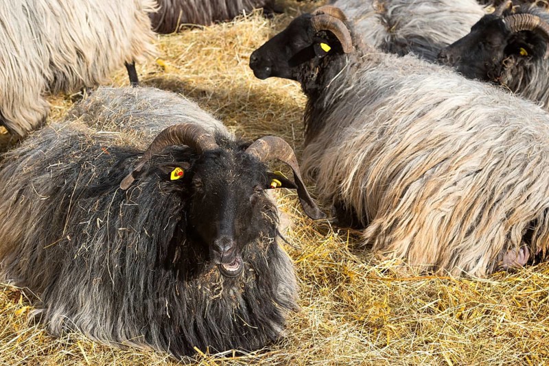 Several grey horned Heidschnucken (Ovis gmelini aries) or Lüneburger Heidschnucken with dark head and long coat lying on straw, sheep, one looking into the camera, Schnuckenstall Amelinghausen, Naturpark Lüneburger Heide, Lower Saxony, Germany, Europe