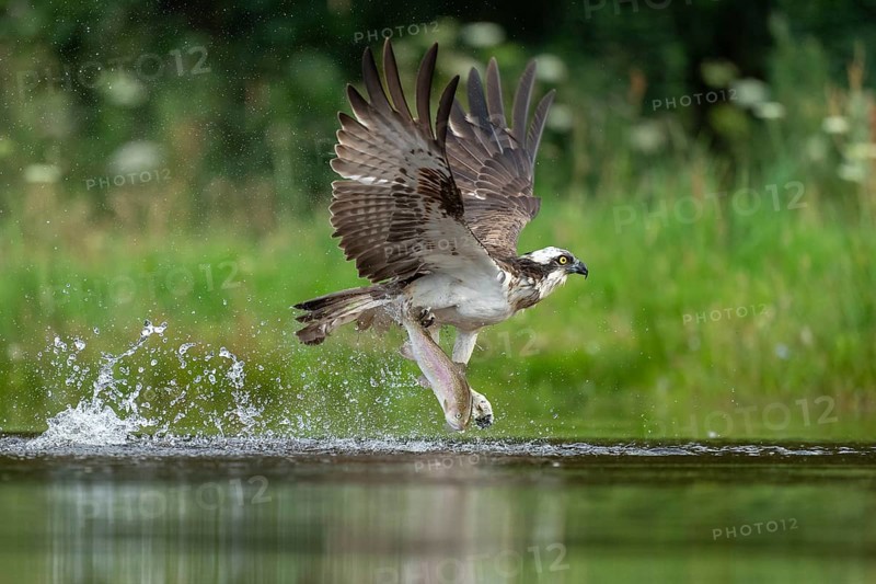 Western osprey (Pandion haliaetus) hunting, Aviemore, Scotland, Great Britain