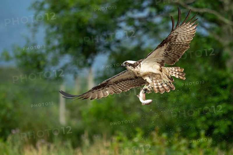 Western osprey (Pandion haliaetus) hunting, Aviemore, Scotland, Great Britain