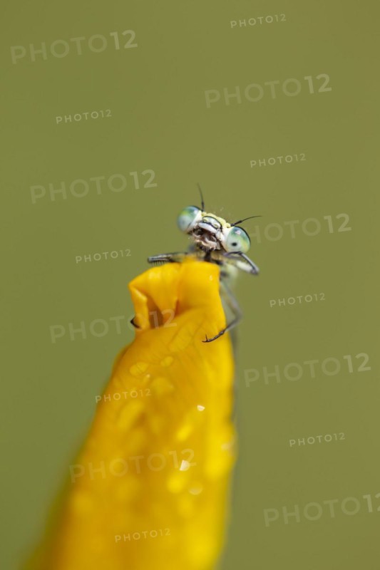 Common blue (Enallagma cyathigerum) damselfly resting on an Yellow iris plant flower, Norfolk, England, United Kingdom, Europe