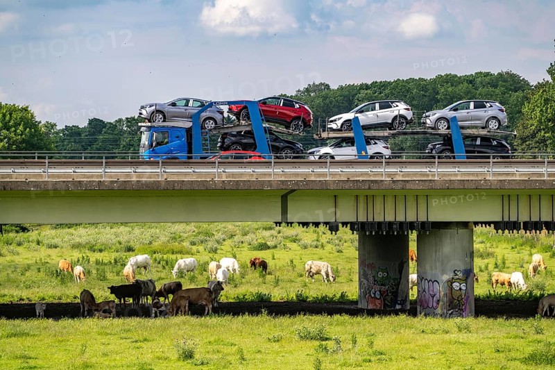 Lorry on the A40 motorway, bridge over the Ruhr and Styrumer Ruhrauen, herd of cattle, dairy cows grazing, Mülheim an der Ruhr, North Rhine-Westphalia, Germany, Europe