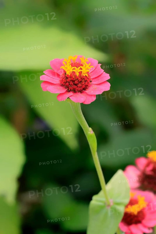 Zinnia (Zinnia elegans), blooming, flower, Elllerstadt, Germany, Europe Zinnia flower (Zinnia elegans), Ellerstadt, Europe Zinnia flower (Zinnia elegans), blooming, flower, bloom, blossom, Europe, vertical, flowers, fragility, plant, plants, botany, gardening, horticulture, flora, floral, outdoor, outdoors, outside, color, colour, Europe