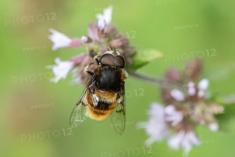 Bumblebee hoverfly (Volucella bombylans) on water mint (Mentha aquatica), Emsland, Lower Saxony, Germany, Europe