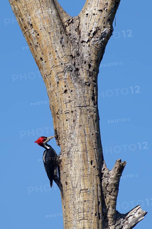 Female Crimson crested woodpecker, Campephilus melanoleucos, Amazon Basin, Brazil, South America