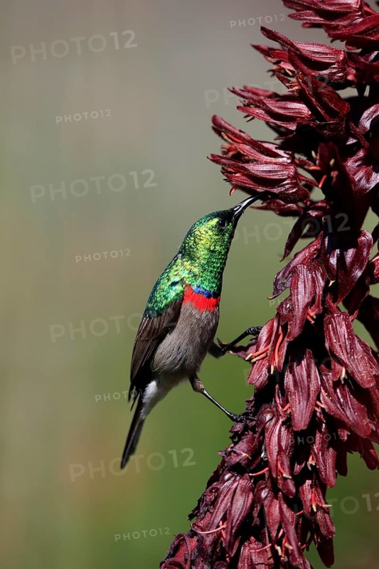 Cape Sunbird (Cinnyris chalybeus), adult, foraging, feeding, on giant honey flower (Melianthus major), Kirstenbosch Botanic Gardens, Cape Town, South Africa, Africa