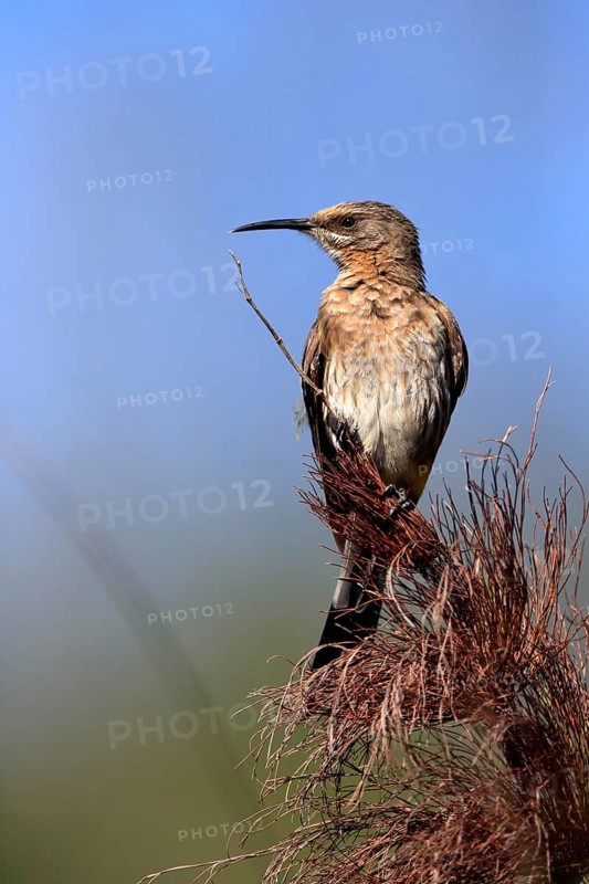 Cape Honeybird (Promerops cafer), adult, female, perch, Kirstenbosch Botanical Gardens, Cape Town, South Africa, Africa